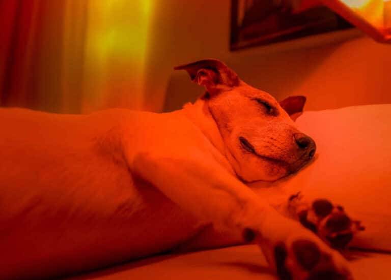 Phovia Light Therapy