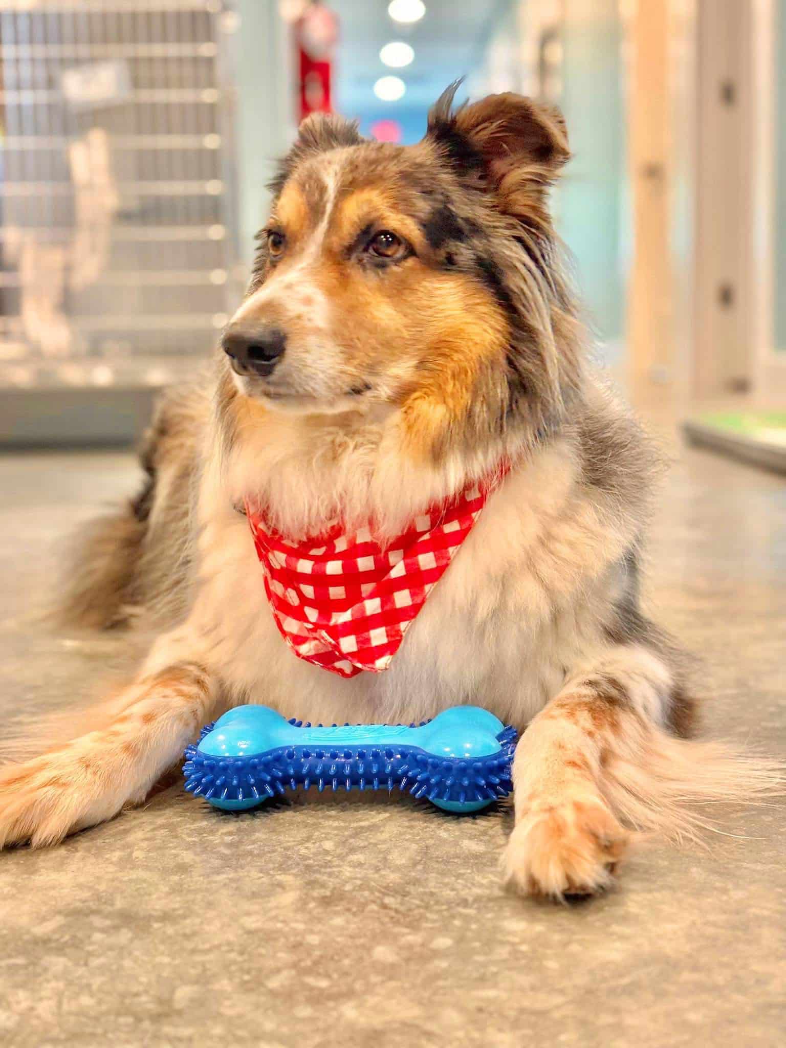 Specialized Preventive Services