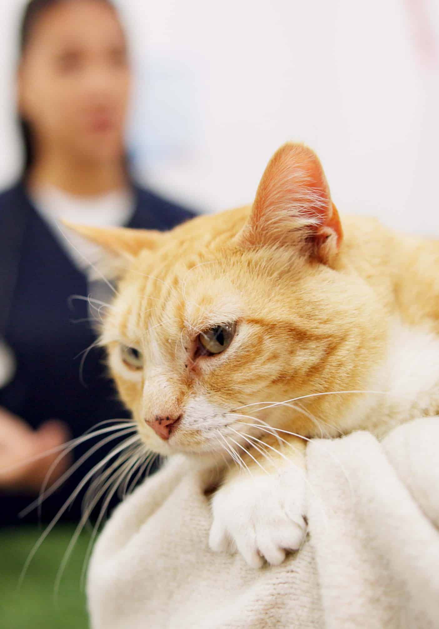 What to Expect at Your Pet’s Appointment