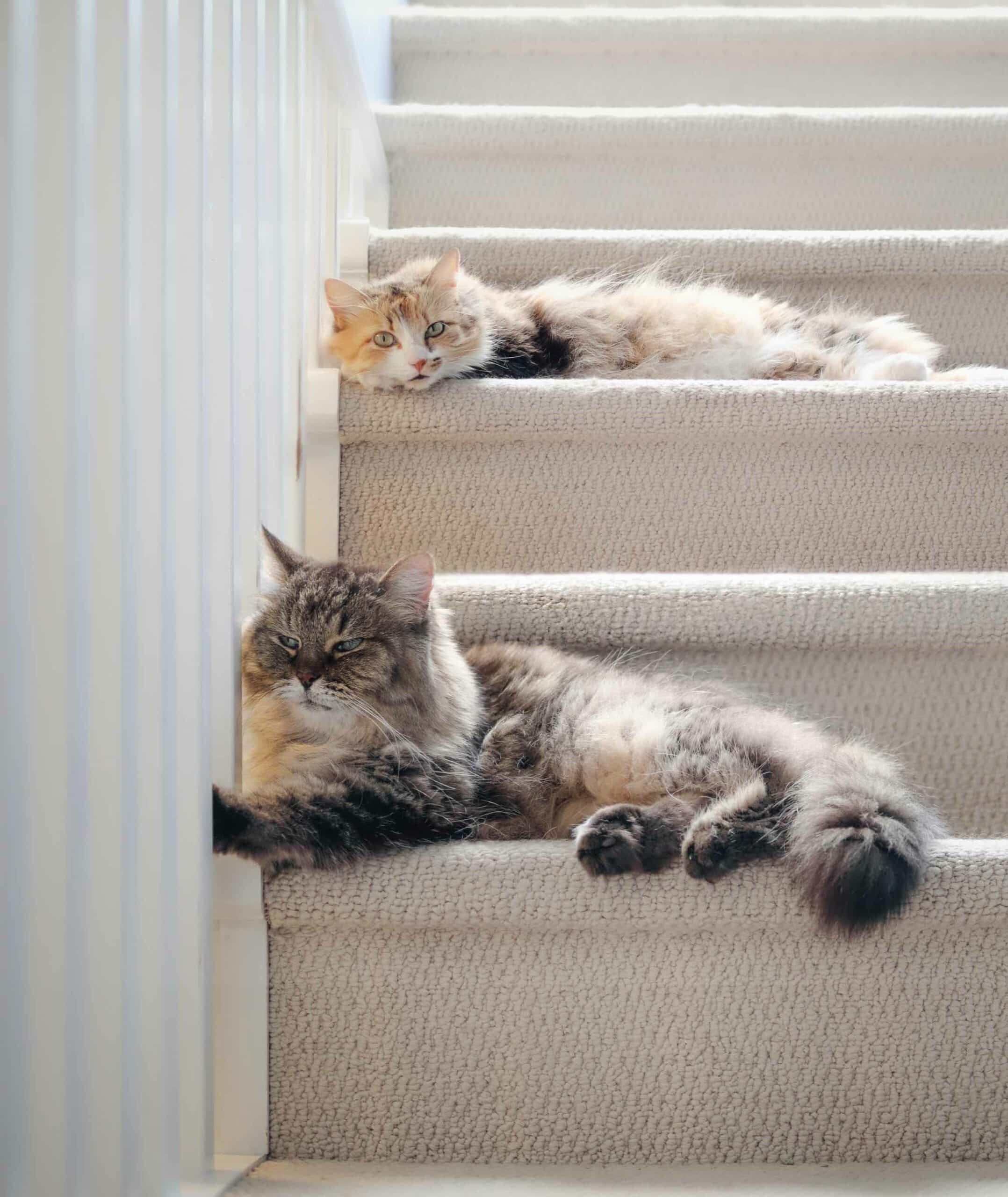 Why Choose Smith Lake Veterinary Hospital for Senior Pet Care?